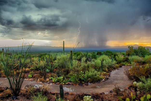 Monsoon Diseases- Rainy Season Care Tips for the Elderly